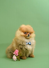 Cute confused gentleman pomeranian puppy with green background with flowers wearing bowtie