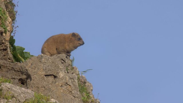 Rock hyrax sunbathing in Nahal Amud Gorge, Galilee, Israel

Footage from israel, 2022

