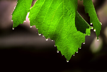  transparent green leaf of grapes with water drops on the edges