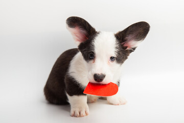 Small puppy welsh corgi cardigan playing with red heart on white background. Adorable domestic cute pets concept. Valentines Day dog.