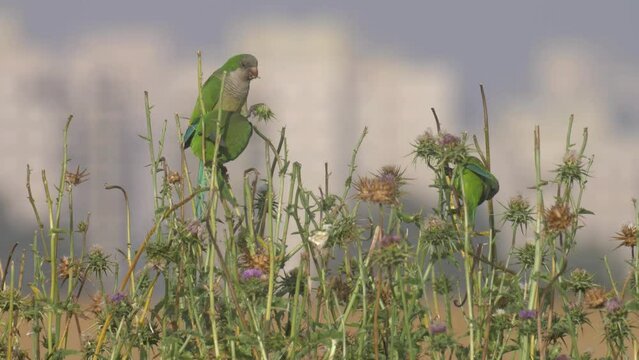 Monk parakeets feeding on Thistles, Petch Tikva, Israel
Footage from israel, 2022
