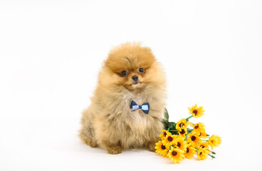 Fototapeta na wymiar Cute confused gentleman pomeranian puppy with white background with flowers wearing bowtie