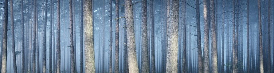 Panoramic view of the majestic forest in a fog. Mighty trees. Atmospheric dreamlike landscape. Soft sunlight. Nature, fantasy, fairytale