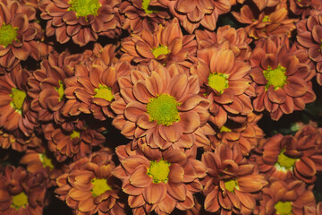 Bouquet of Chrysanthemum flowers close up. floral background