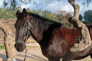 Italian Murgese horse