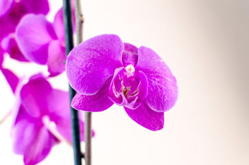purple orchid on pale pink background close up