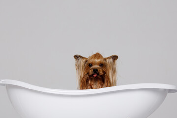 Beautiful glamour yorkie in bath. Portrait of cute puppy yorkshire terrier. Little smiling dog on gray background. Dog for advertising tape.