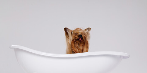 Beautiful glamour yorkie in bath. Portrait of cute puppy yorkshire terrier. Little smiling dog on...