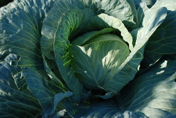 head of cabbage on the field