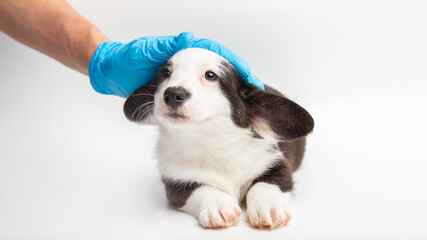 hand with a medical glove of doctor veterinarian stroking a cute little welsh corgi cardigan puppy on white background. dog looks into the camera veterinary. pet care and love. copy space banner