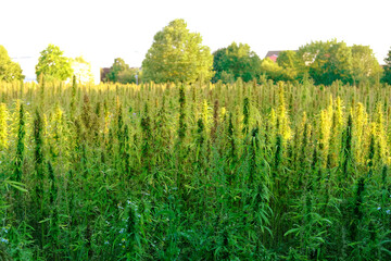 green cannabis plants growing in medical cannabis fields in Germany, medical marijuana legalization...