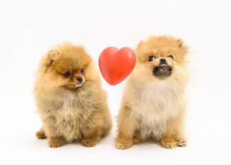 Two cute confused lovely pomeranian puppies with white background interacting with levitating heart