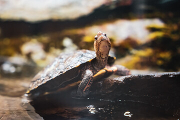 The magnificent forest turtle Rhinoclemmys pulcherrima is a species of the family of Asian freshwater turtles