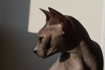 Fototapeta na wymiar Grey sphynx cat. domestic animal. adorable pet