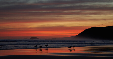 Amanecer con gaviotas