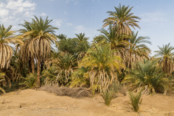 Fototapeta na wymiar Palms along river Nile near Abri, Sudan