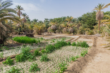 Palms and fields near Abri, Sudan