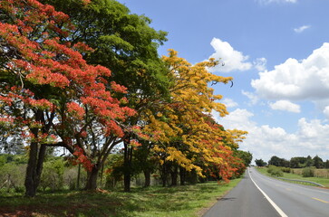 road in spring