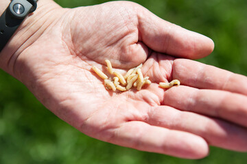 Live maggot larvae in a man's hand. Food for fish. The concept of men's recreation on a fishing trip.