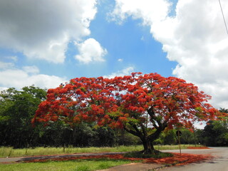 spring tree in the park