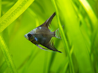 amazon blue Angelfish (Pterophyllum scalare) isolated in tank fish with blurred background