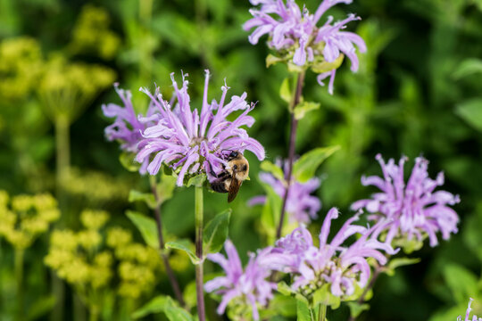 Bumblebee on Bee balm (Lamiaceae)