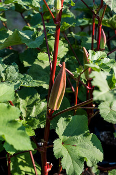 Okra Plants growing on an urban farm