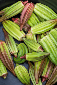 Basket of freshly harvested Okra