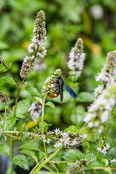 Blue winged wasp (Scolia dubia) feeding on mint flowers