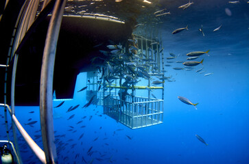 A beautiful shot of Guadalupe island white shark dive cage