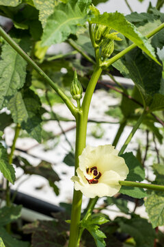 Flowering Okra plant in urban farm