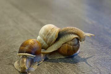 Snail walking on the orchid roots. helix pomatia on the wild. close up