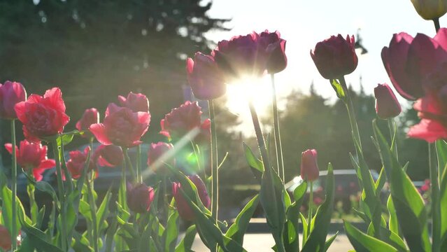 Various coloured double tulip flowers on long stems with leaves against driving cars at back summer evening sunlight closeup