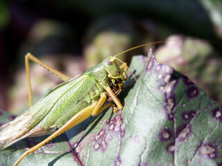 A grasshopper sits on a beet leaf and eats a beetle. Two dimensional view.