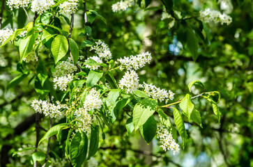 blooming white lilac on a sunny day on a green background