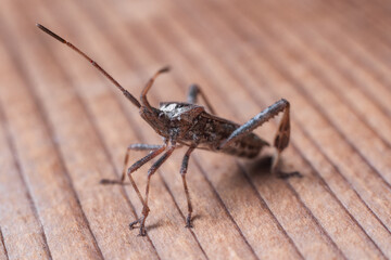 Western seed beetle of coniferous trees Leptoglossus occidentalis on a wooden background