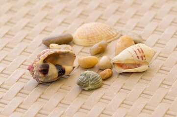 sea shells and seashells
