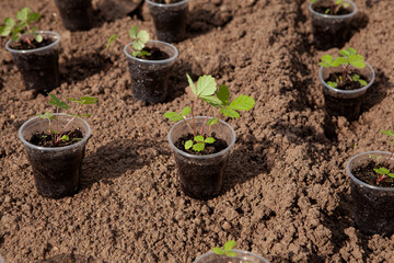 Strawberry seedlings in plastic cups in the garden before planting in the ground