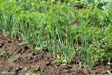 Green vegetable beds on the farm. Onions and carrots grow in the garden. Agricultural industry