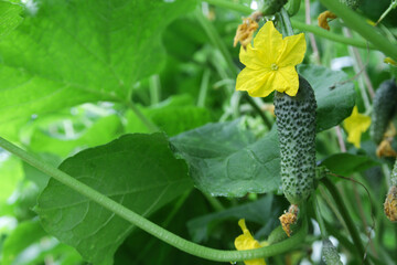 Cucumber grows in the garden. Close-up, selective focus. Green leaves and yellow flowers of plant