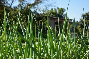 ネギ畑