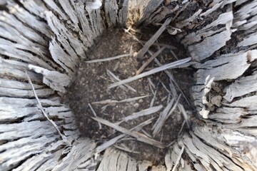 Hollow dead log with broken sticks
