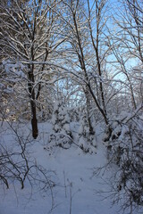 winter landscape with trees in the snow, snow covered trees, vertical photo