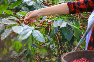 Plantation red coffee bean farmer hands ripe harvest in Garden farm. Close up hand harvesting green red yellow bean Robusta arabica Coffee berries leaf tree Plant in Brazil Ethiopia Vietnam Country