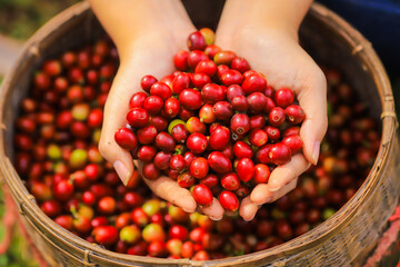Plantation red coffee bean farmer hands ripe harvest in Garden farm. Close up hand harvesting green...
