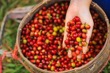 Plantation red coffee bean farmer hands ripe harvest in Garden farm. Close up hand harvesting green red yellow bean Robusta arabica Coffee berries leaf tree Plant in Brazil Ethiopia Vietnam Country