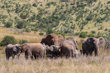 Naklejka na ściany i meble African Bush Elephant, Pilanesberg National Park