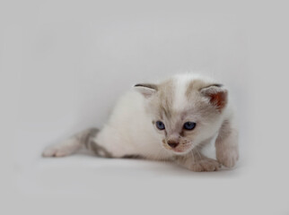 kitten on white