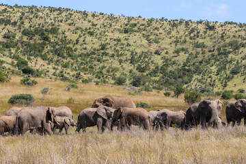 Fototapeta na wymiar African Bush Elephant, Pilanesberg National Park