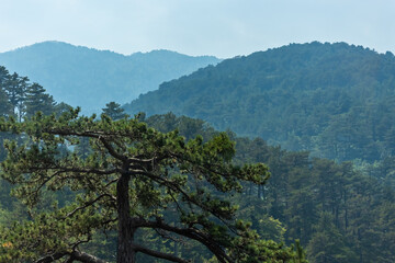 Beautiful view of forest in the mountains Albania